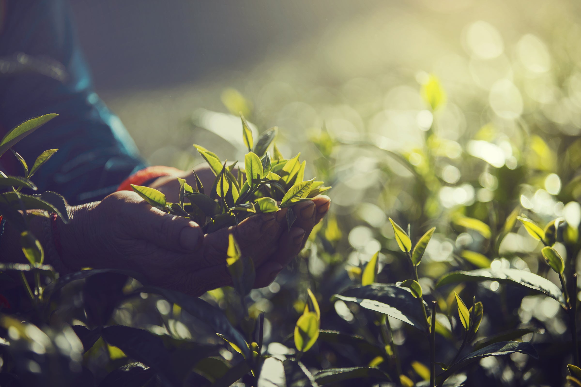 Green Tea_old